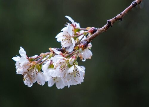 樱桃花的样子和特点描写