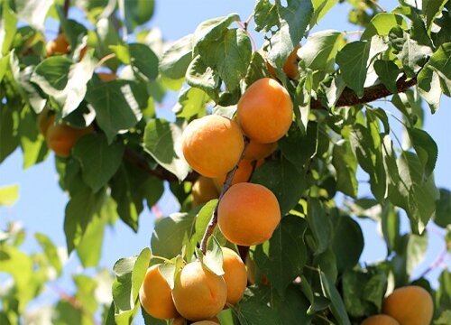 杏树的样子和特点描写 植物说