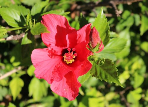 芙蓉花的样子和特点描写