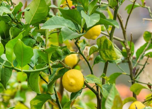 柠檬的养殖方法和注意事项有哪些