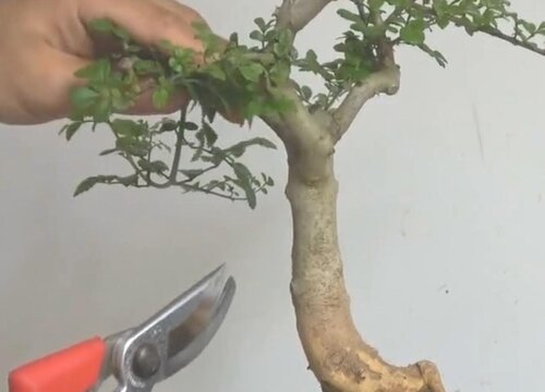白蜡树修剪最佳时间