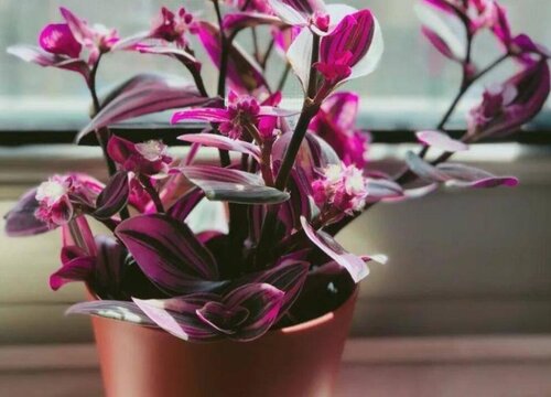 紫吊兰的养殖方法和注意事项有哪些