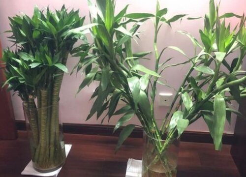平安竹的养殖方法和注意事项有哪些