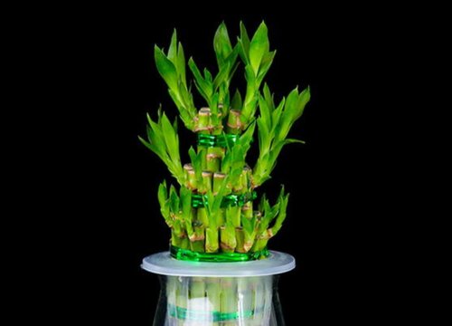 发财竹的养殖方法和注意事项有哪些