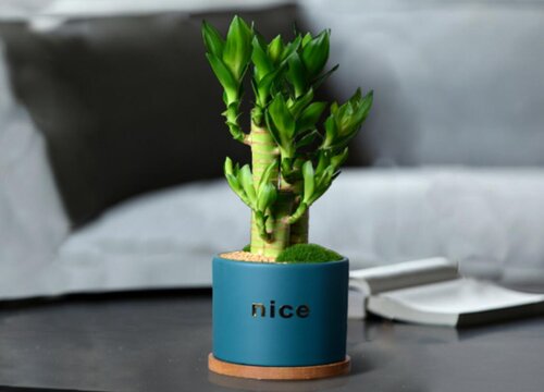 发财竹的养殖方法和注意事项有哪些