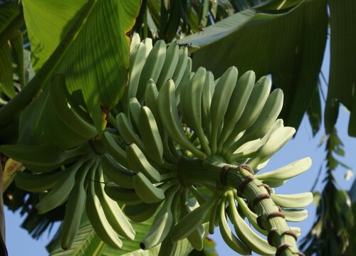 香蕉树是一年一种吗