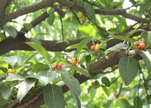 大叶榕树的养殖方法和注意事项有哪些