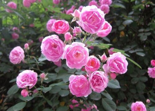 玫瑰月季的养殖方法和注意事项有哪些