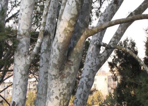 白色树皮的树有哪些