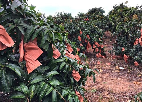 芒果种植条件和区域气候要求