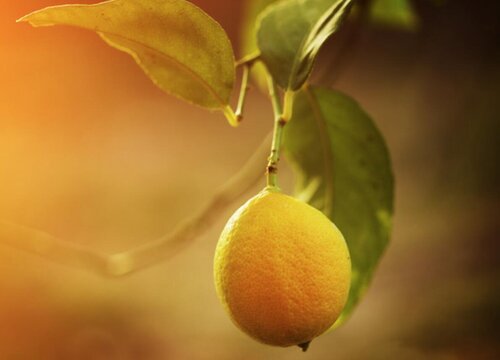 柠檬种植条件 种植区域温度要求