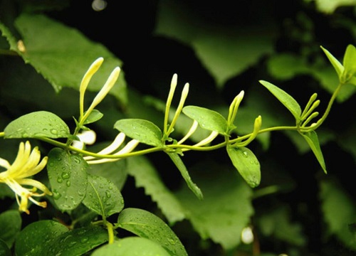 金银花种植条件与气候要求