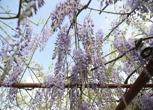 紫藤花多久开花 种植多久能开花