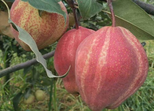 红啤梨种植条件和气候要求
