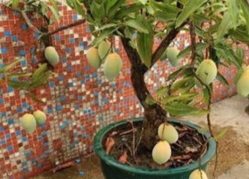 芒果树可以盆栽吗