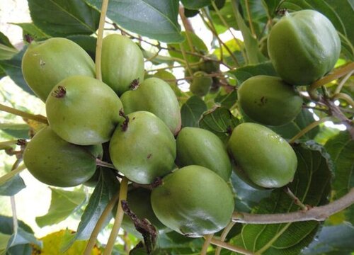 猕猴桃种植条件与气候要求