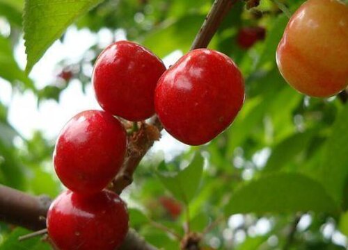 大樱桃种植条件和区域气候