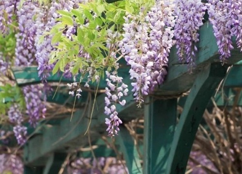 紫藤可以盆栽吗