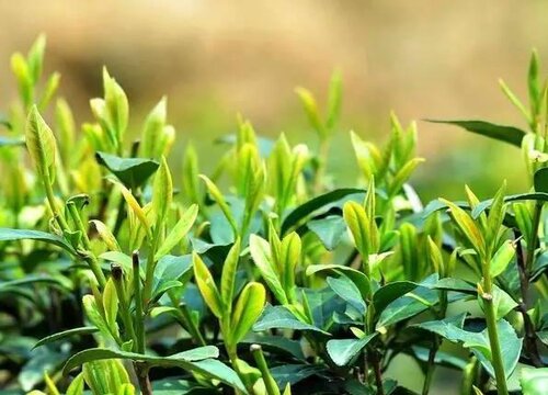 茶叶种植条件 种植区域的自然条件