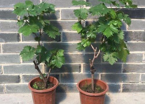 葡萄可以盆栽吗