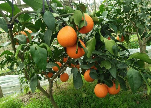 柑橘种植条件地理 适宜在什么地区栽种