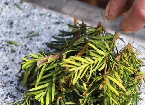 红豆杉扦插繁殖方法和注意事项