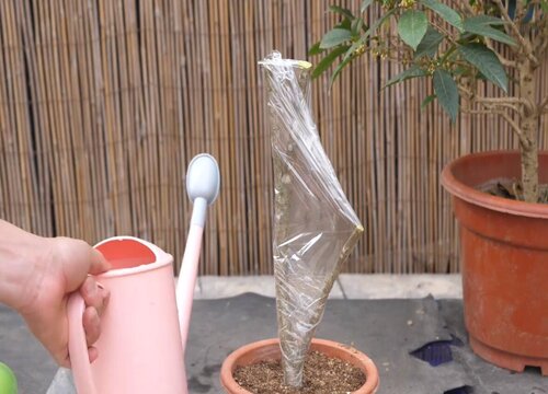 桂花树扦插繁殖方法和注意事项