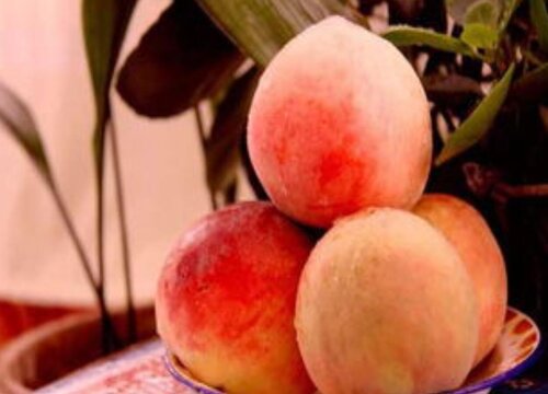 水蜜桃种植条件 种植地区气温要求