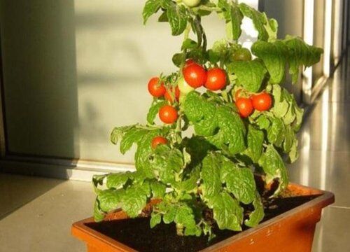 西红柿可以盆栽吗