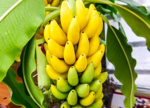 香蕉种植条件 生长环境与条件