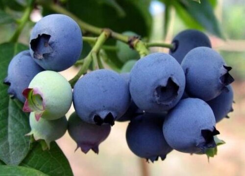 蓝莓适合什么地方种植