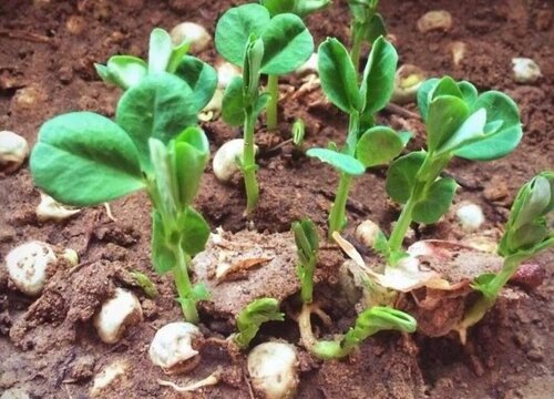 豌豆怎么发芽快