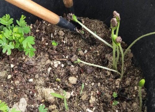 西瓜籽怎么发芽快