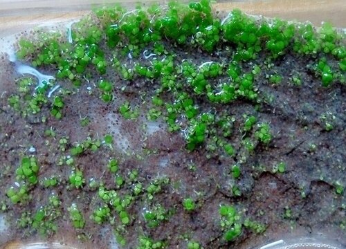 海藻怎么发芽快