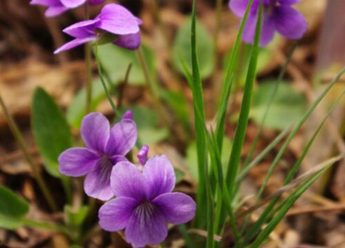 紫花地丁花期是什么时候