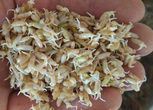 糙米怎么发芽快