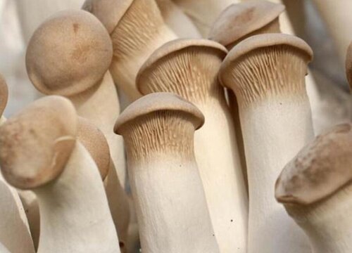 蘑菇可以冷冻保存吗