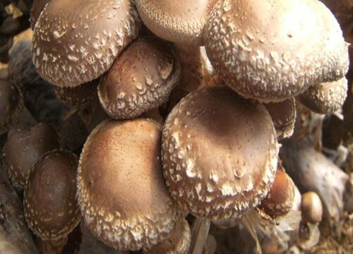 家里种蘑菇的危害 室内种植蘑菇对身体有害吗