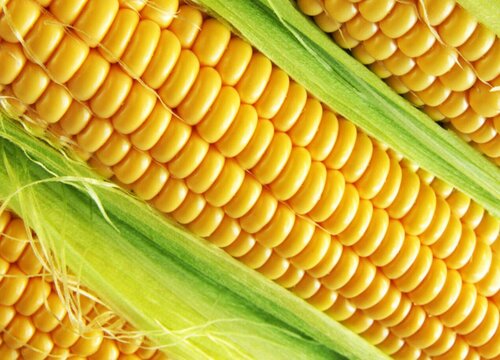生玉米能直接吃吗