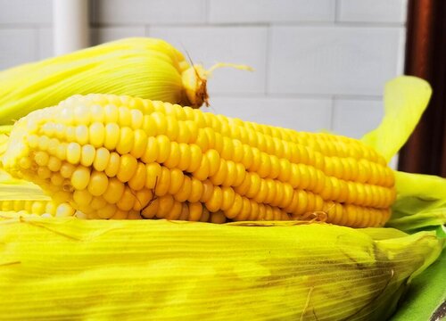 玉米种植温度是多少 对生长适宜温度的要求