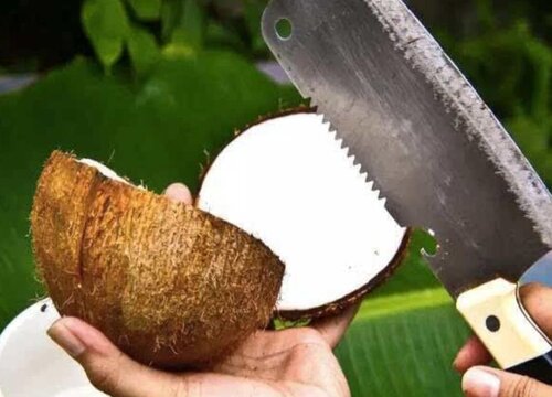 椰子肉可以生吃吗