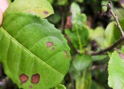 茶叶主要虫害图片对照图片