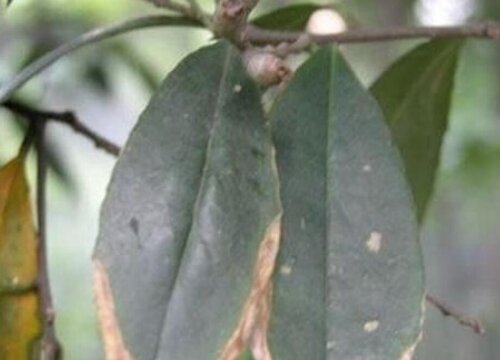 桂花树病虫害有哪些 防治技术与方法