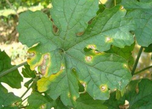 梨树病虫害防治技术与方法措施