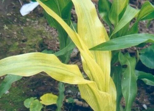玉米黄叶病的病因及防治方法