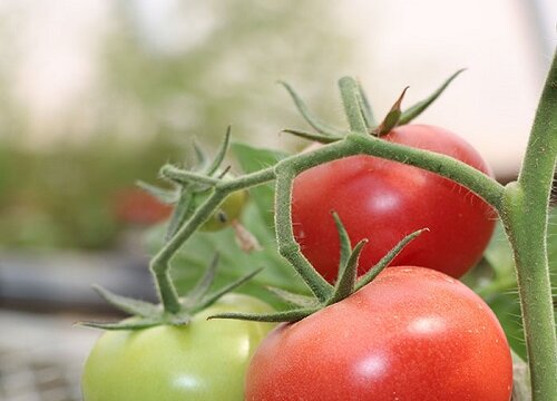 西红柿需要每天浇水吗