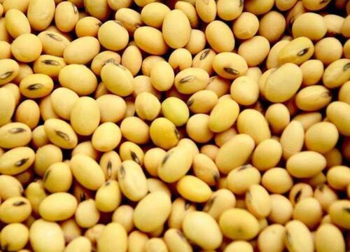 黄豆可以做肥料吗