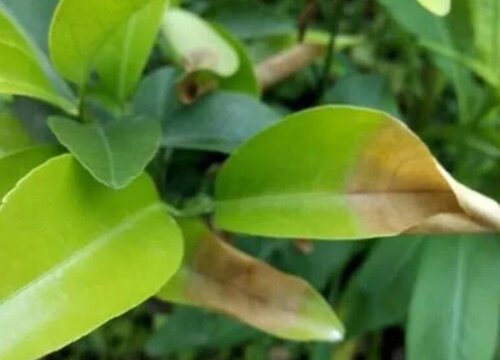 茶树炭疽病的发病原因及治疗方法