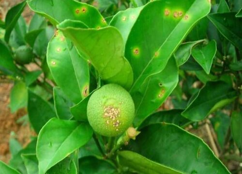 柑橘树炭疽病的发病原因及治疗方法