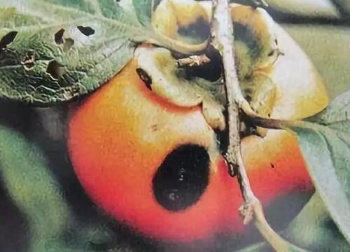 柿子树炭疽病的发病原因及治疗方法